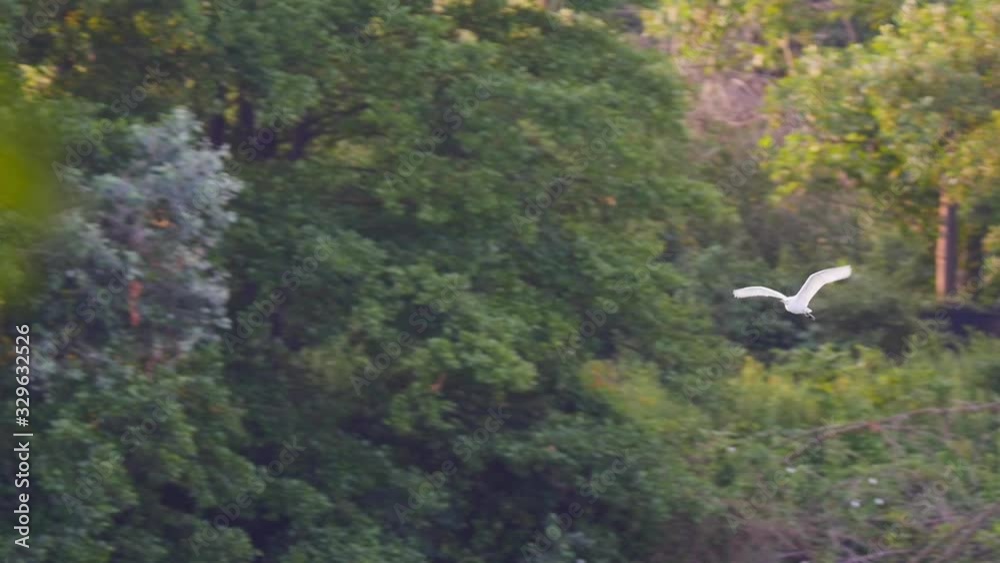 Great White Egret Flying Across Lake Past Trees. Follow Shot Great White Egret Flying Across Lake Past Trees. Follow Shot