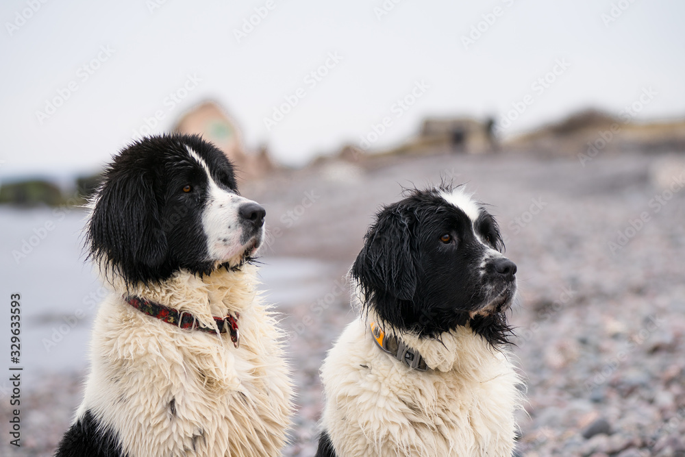 Close portrait of a sweet big white and black female Landseer in Baltic sea. Dog looks attentively to the photographer, she has white heart shaped patch on forehead. Finnish Gulf, Estonia, Europe