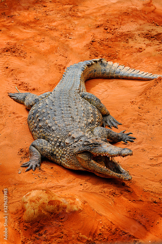 the crocodile is relaxing with open mouth in a background of red sand near a river