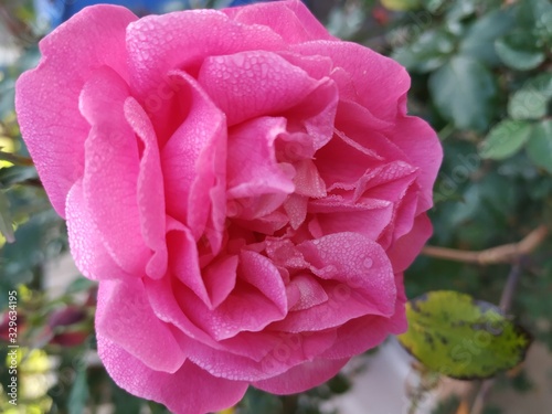 fresh pink rose 