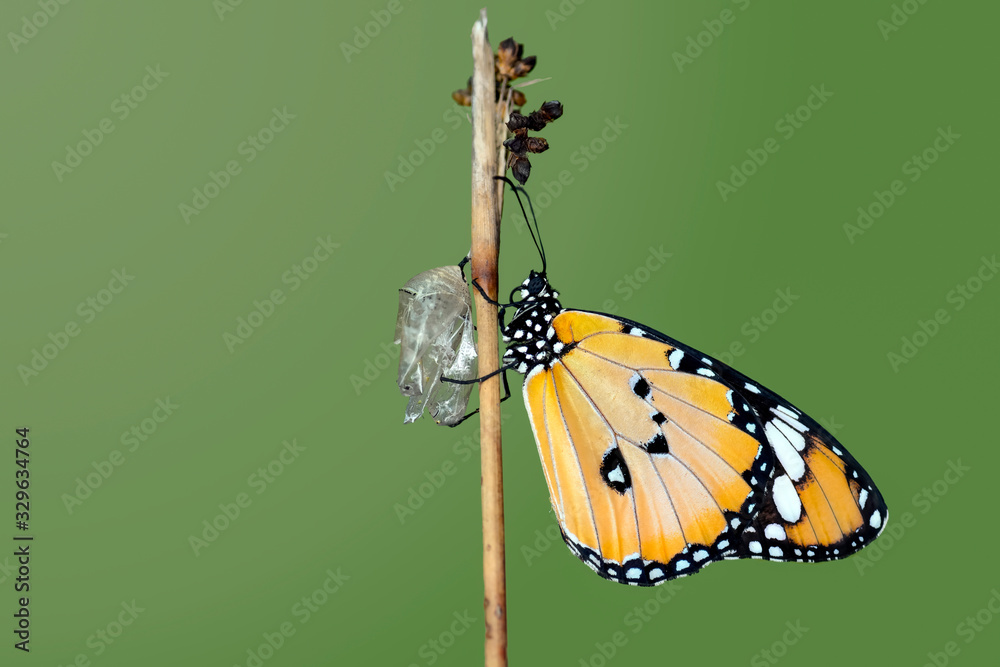 Foto de Amazing moment ,Monarch Butterfly, pupae and cocoons are