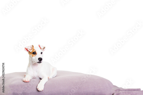 Jack Russell Terrier puppy on a white background