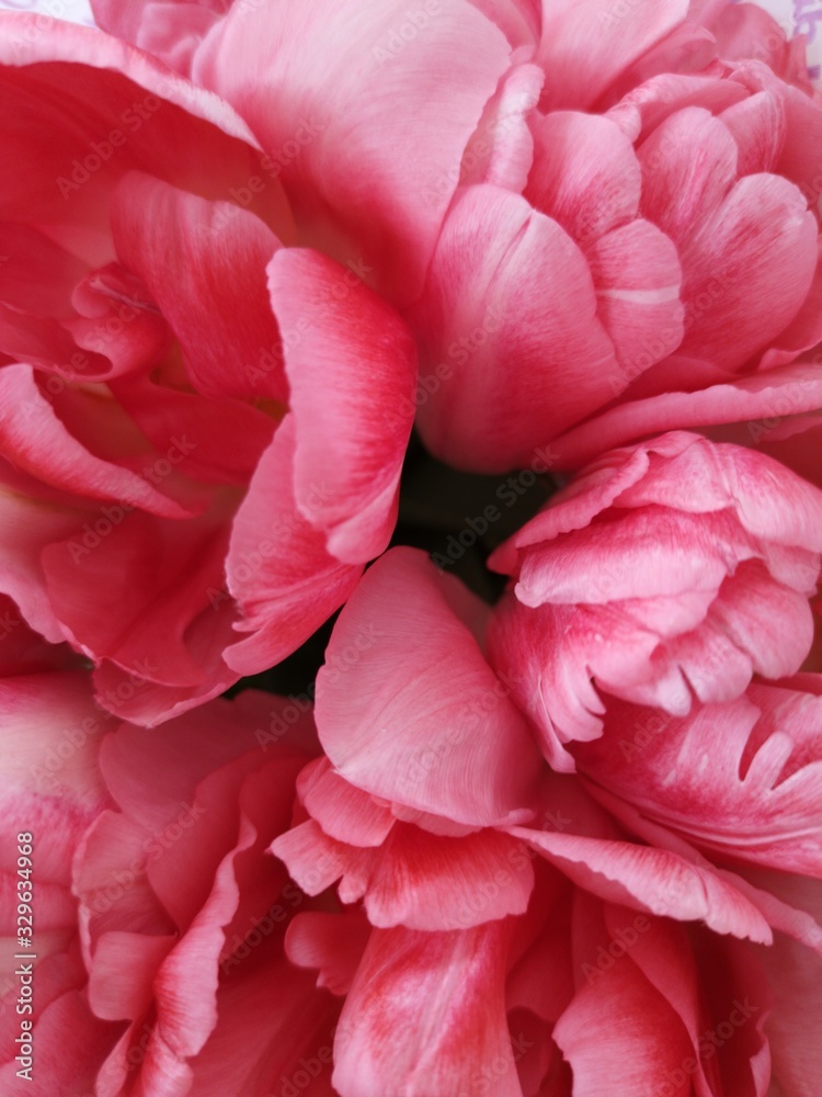 Background of closeup of pink tulips