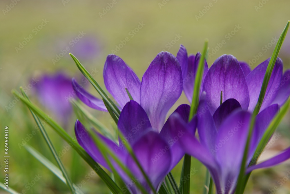 Fototapeta premium Crocus