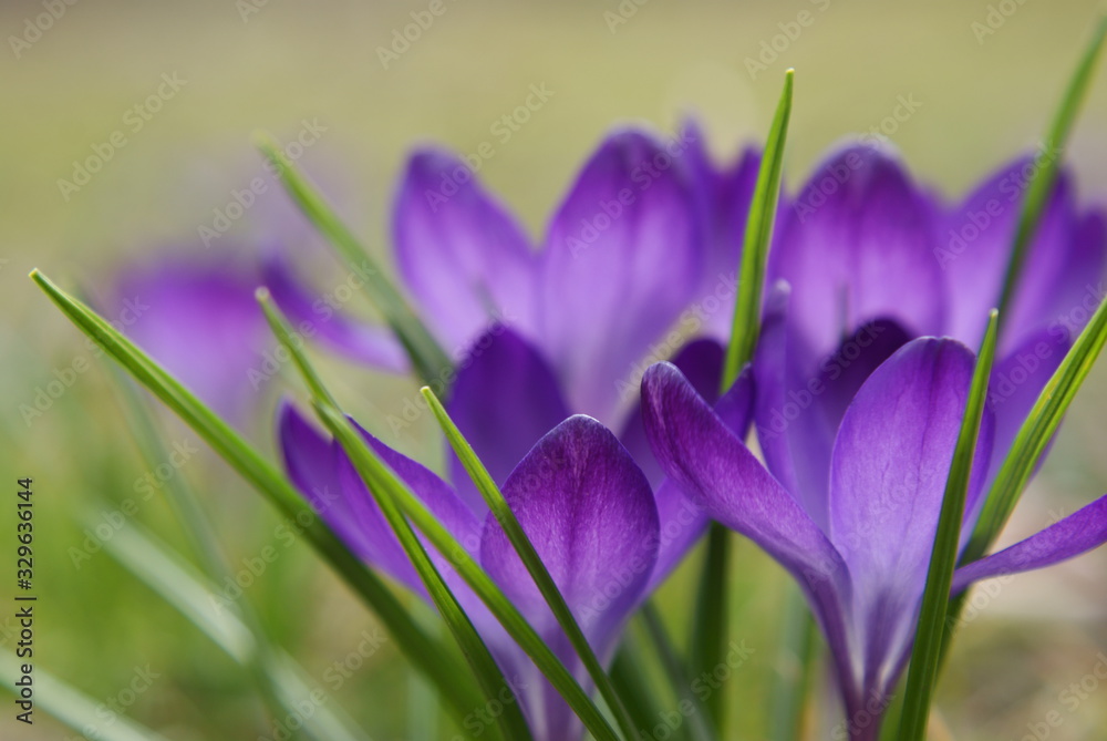 Crocus Crocus