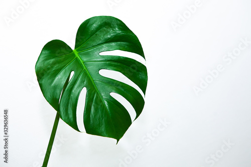 green leaf monstera isolated on white background