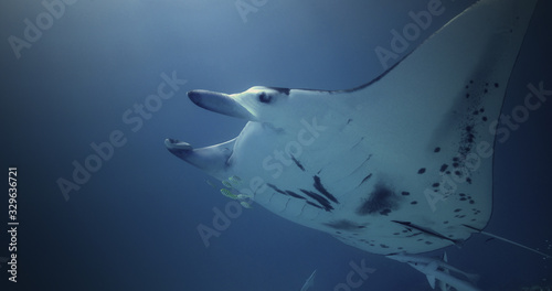 Manta Ray alone in the Pacific Ocean. Underwater marine life with manta ray in the blue water. Diving in the Ocean - ecosystem, biodiversity, environment © Fly_and_Dive