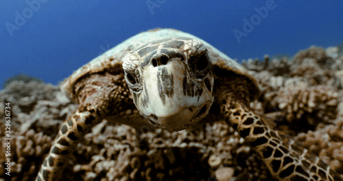 Turtle in the Pacific Ocean. Underwater marine life with beautiful turtle close-up in the sea. Tropical reptile near coral reef. Diving in the clear water - biodiversity  environment issue  conservati