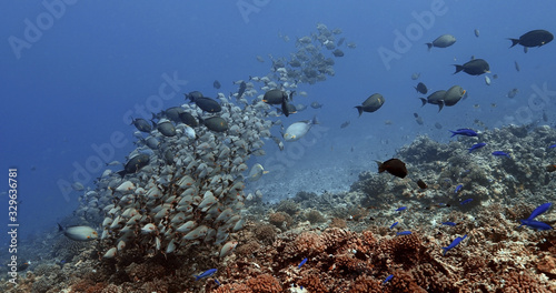 Paddletail Snapper fish in the Pacific Ocean. Underwater life with shoal of fish moving in the water. Tropical fish near coral reefs. Diving in the clear water.