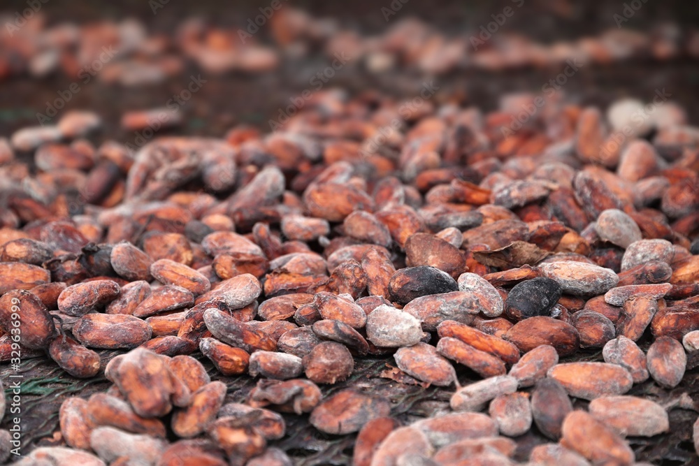Chocolate industry cocoa beans Chocolate industry cocoa beans