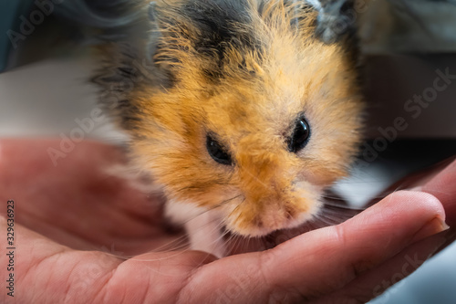 Human child hand holding a cute hamster