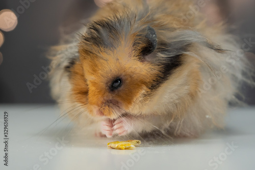 Funny hamster on a blurry bokeh with lights background photo