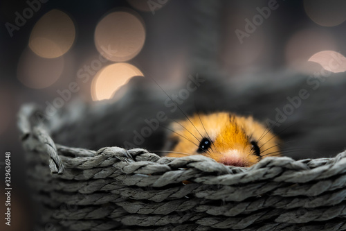 A scared hamster hiding in a basket on a blurry bokeh with lights background