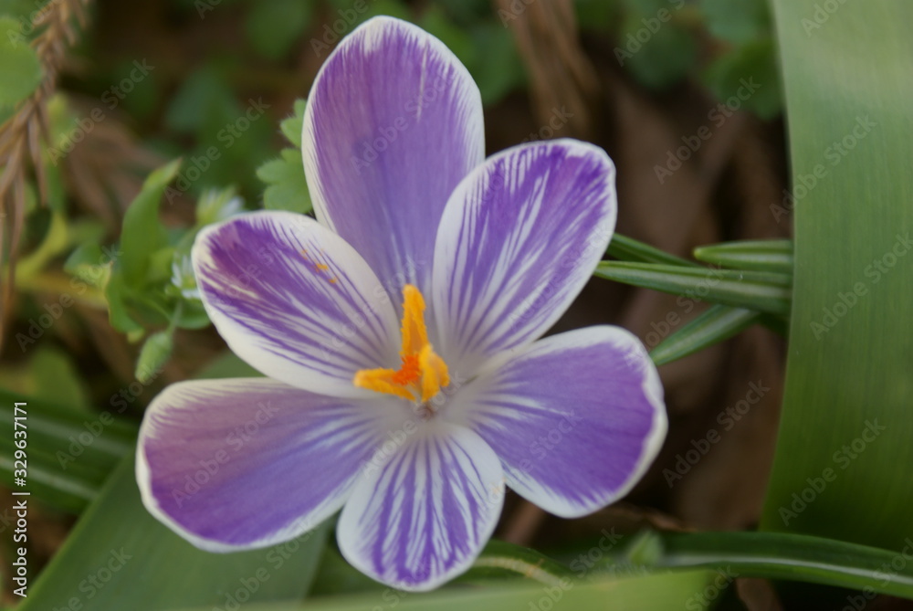 Obraz premium Crocus