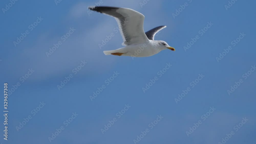 Seagull Flying Against BlueSky with Clouds in Slow Motion Seagull Flying Against BlueSky with Clouds in Slow Motion