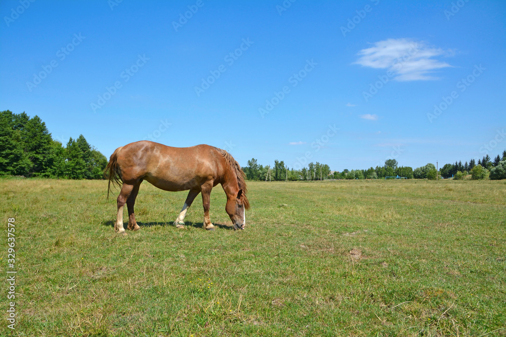 the horse grazes in the field