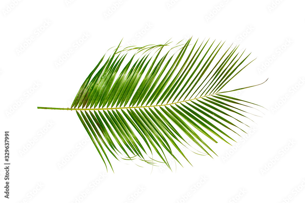 Fototapeta premium Palm branch on the table