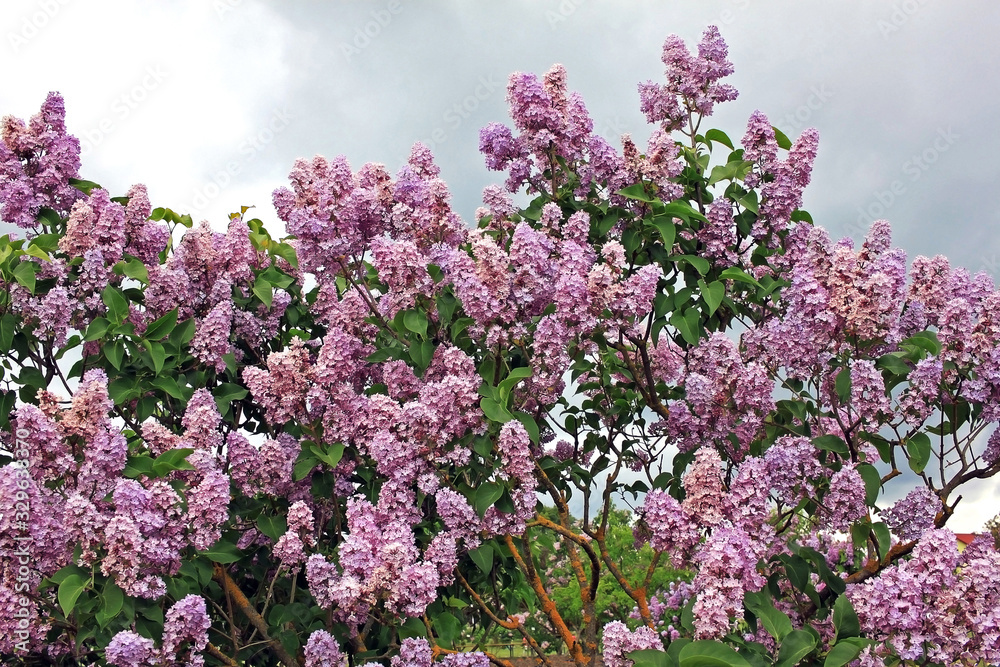 Lilacs in the spring