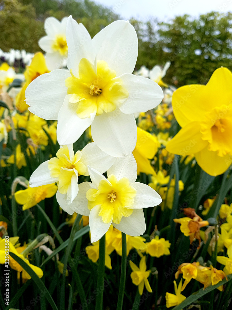 Narzisse, Narcissus, Bella Estrella