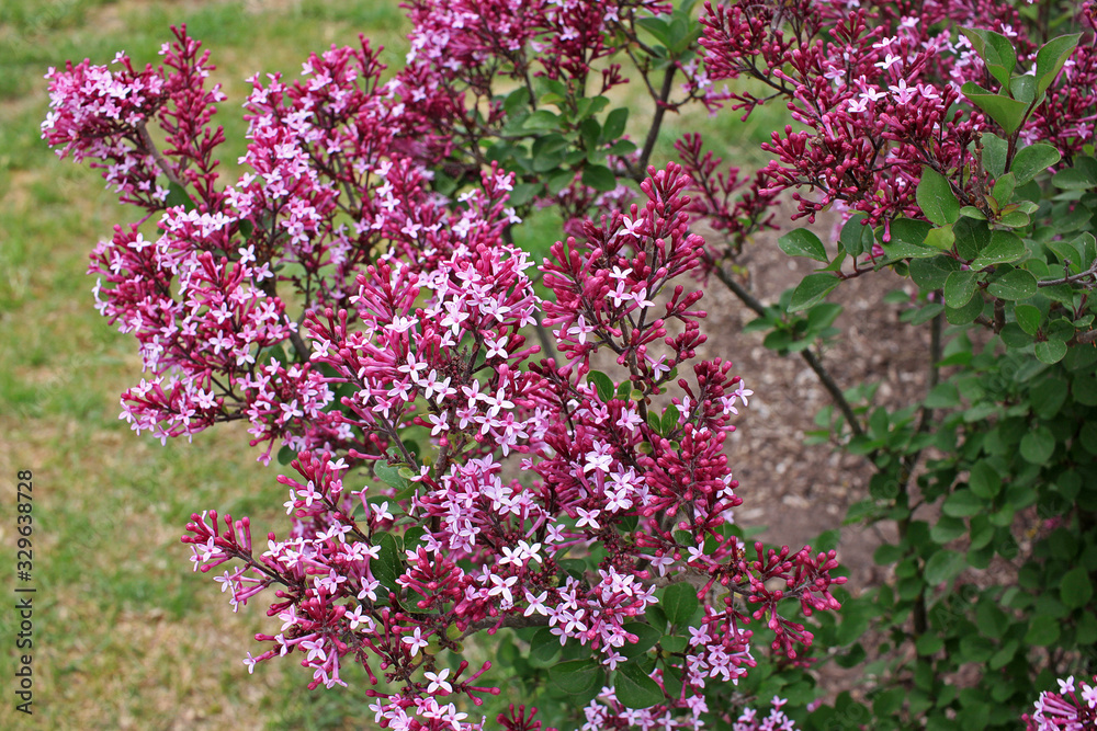 Lilacs in the spring