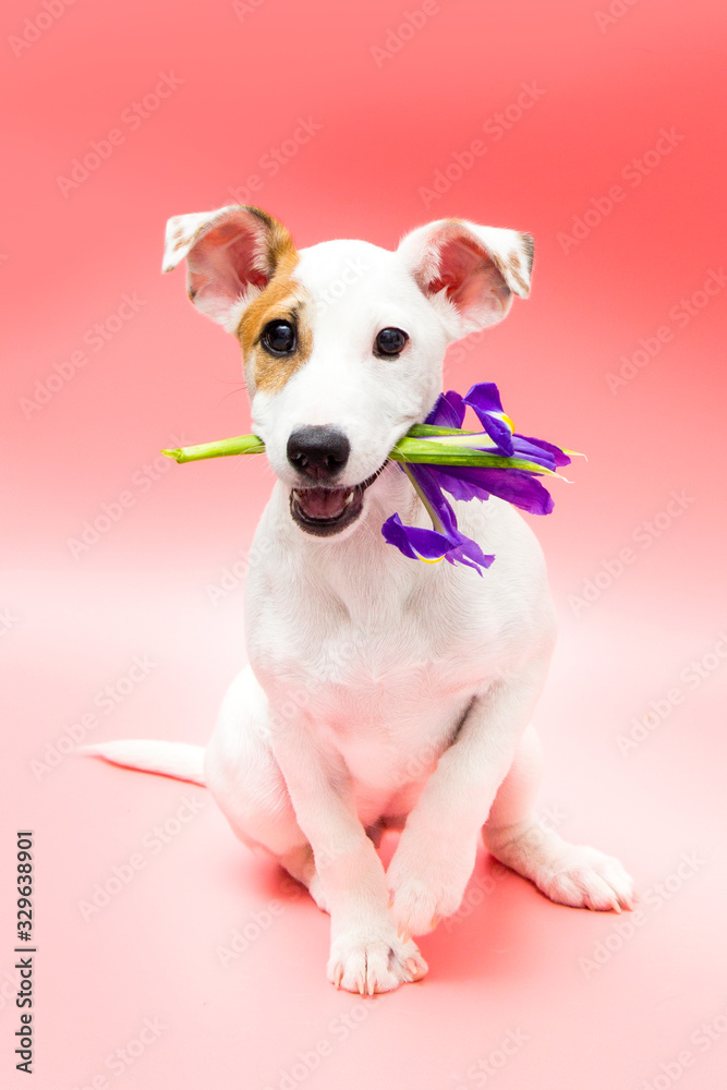 Jack Russell Terrier puppy with flowers in its mouth Jack Russell Terrier puppy with flowers in its mouth