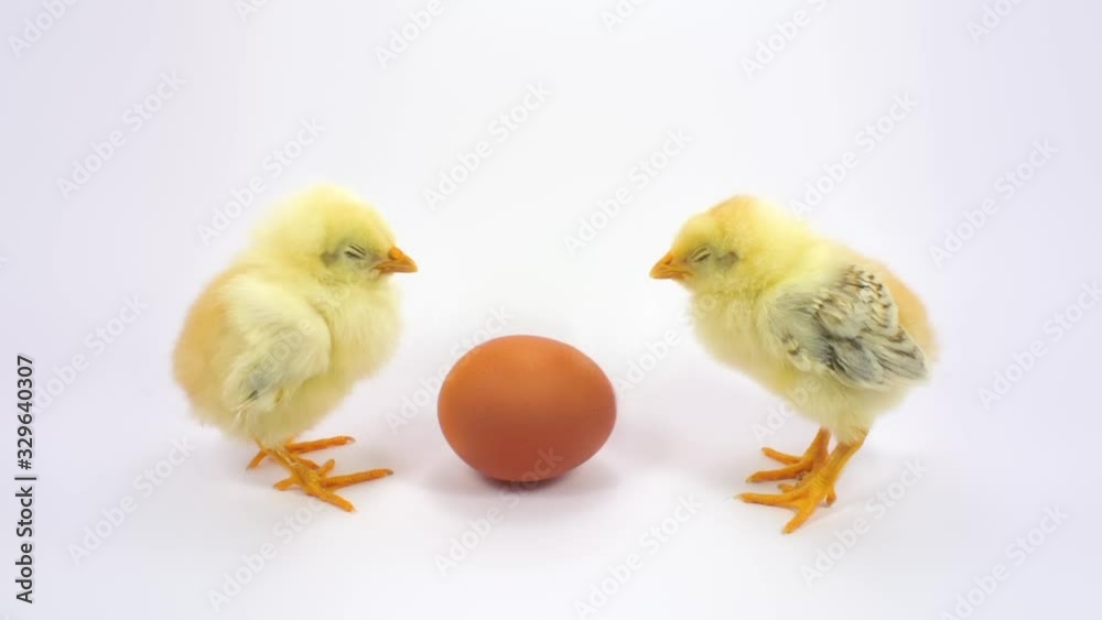 Two little yellow chicken sleeping near the egg. FullHD 1080p, isolated on white. Two little yellow chicken sleeping near the egg. FullHD 1080p, isolated on white.