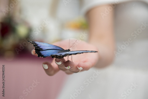 real exotic butterfly on the handle of the bride photo