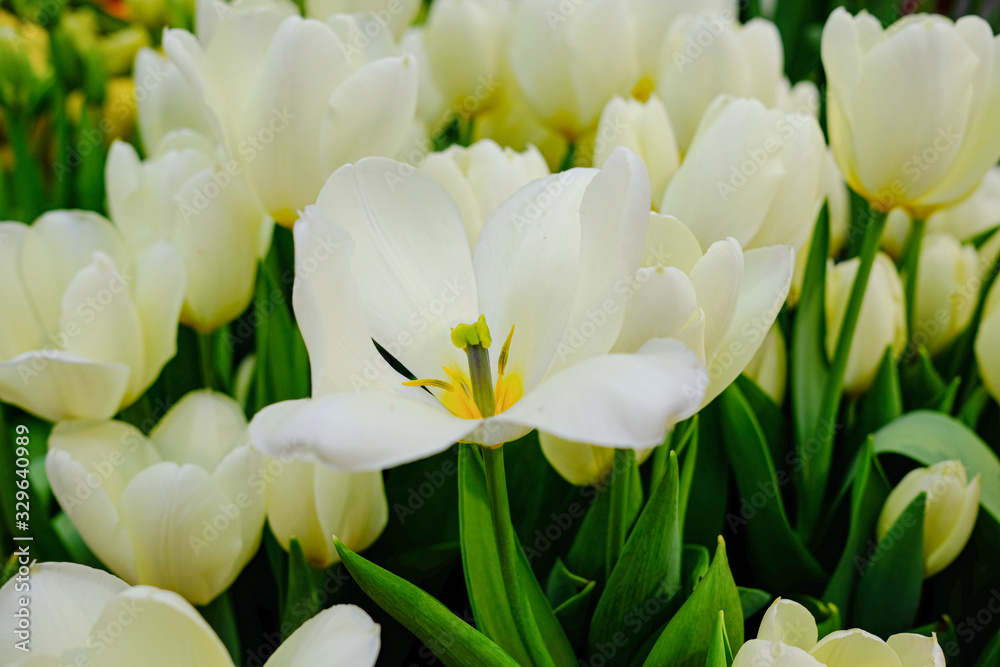 Fototapeta premium beautiful, colorful vibrant tulip in the garden