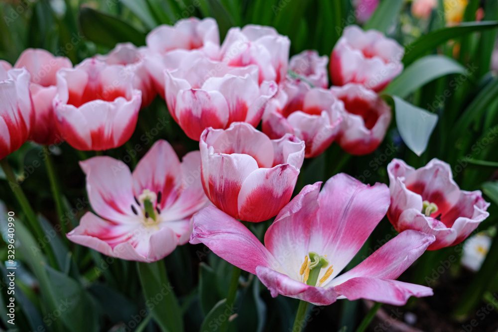 beautiful, colorful vibrant tulip in the garden