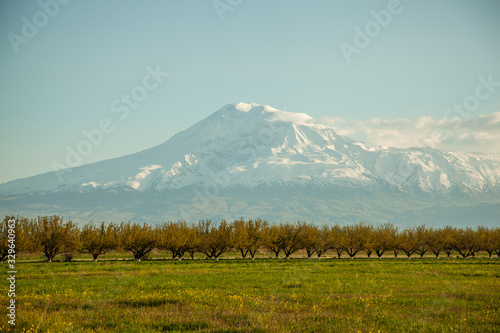 green field and Ararat mountain