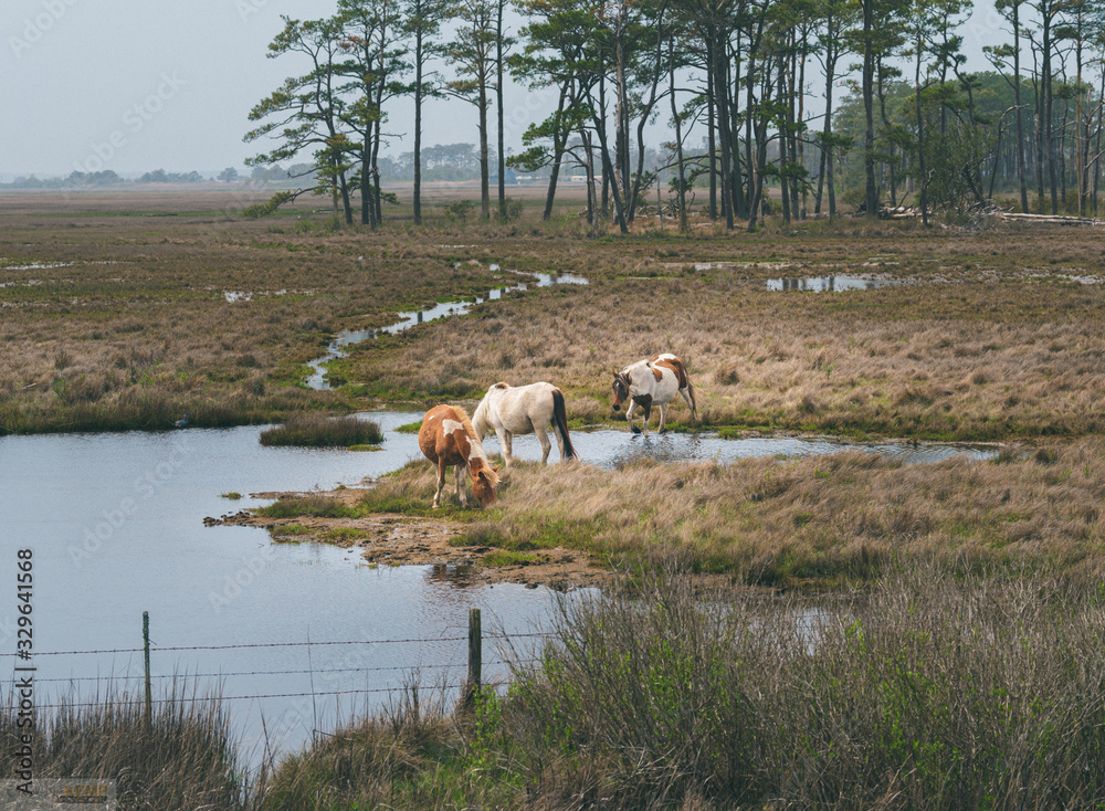horses grazing