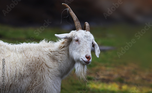 Portrait of a white goat, with horns curved in different directions, and beard 
