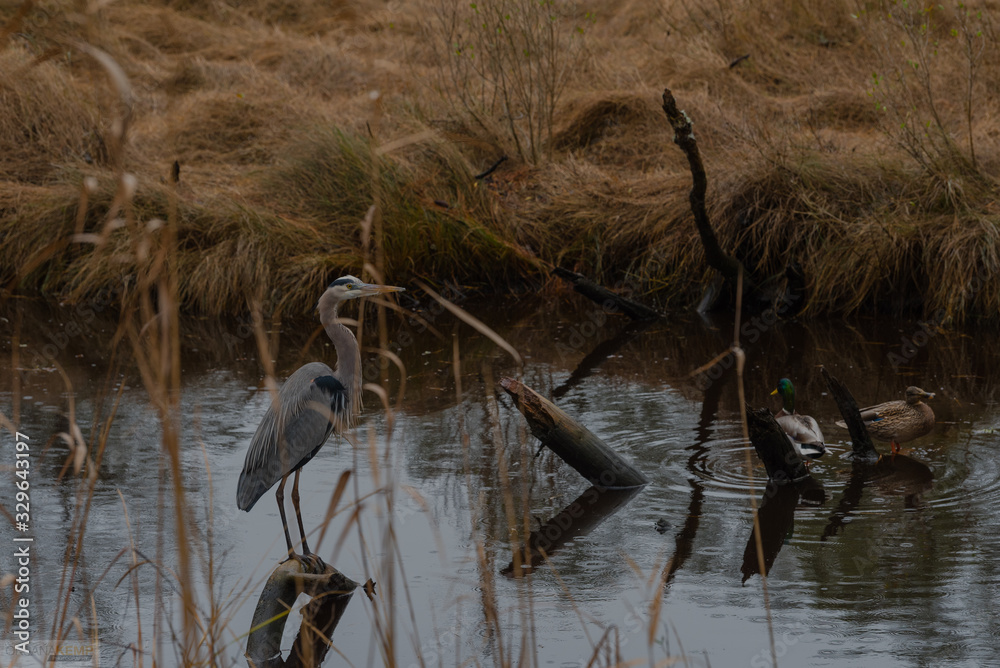 birds