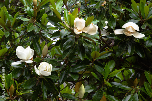 white magnolia flower on a tree Nature background