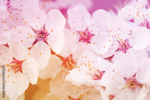 Bright spring floral background with white flowering branches, soft focus, toned © isavira