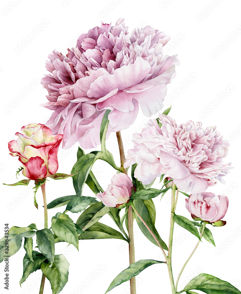 Watercolor illustration. Rose flower and pale pink peonies on a stem with leaves on a white background.