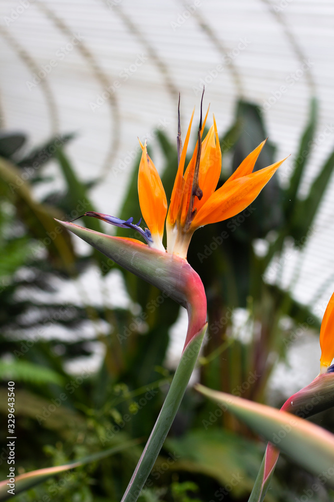 Obraz premium Bird of Paradice flower in a botanical Garden green house in Scotland