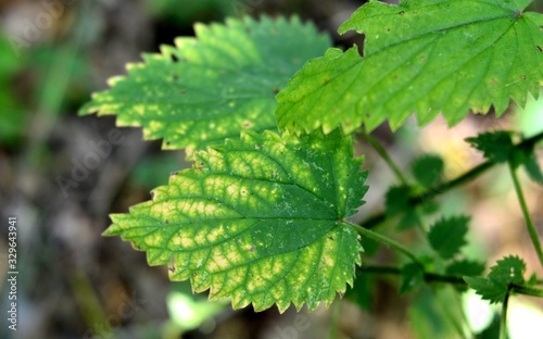 green leaves on a tree, selective focus