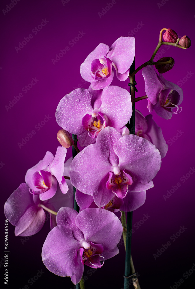 Obraz premium Purple Orchid flowers with water drops on a dark background with smoke and particles