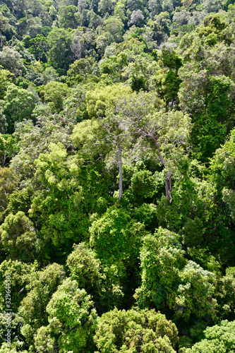 tropischer Regenwald auf Langkawi