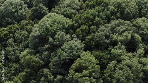 flying over the forest