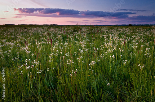 A twilight sky over a Midwest prairie full of blooming rattlesnake master and blazing star.