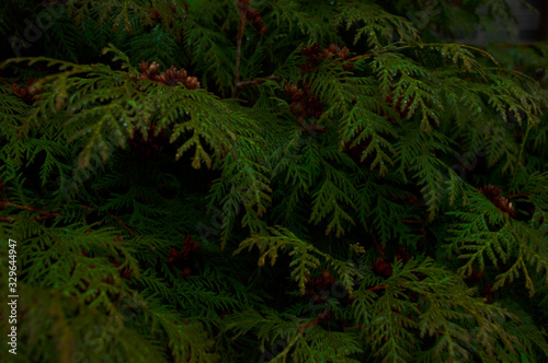 ferns in the forest