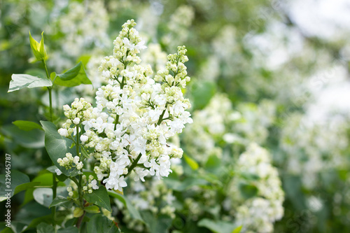 a sprig of white lilac outdoors. May flowers. Spring gentle background