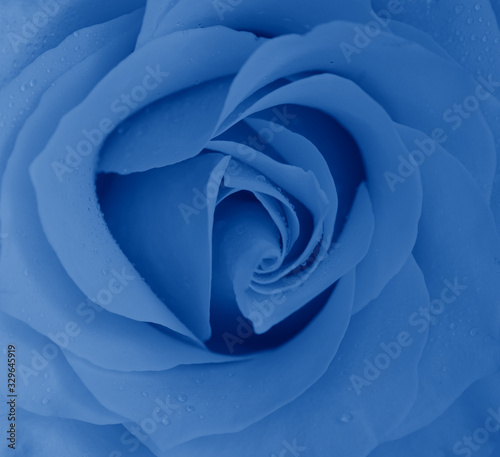 Fresh rose close -up. Macrophoto. Selective focus. Tinted in a classic blue color.