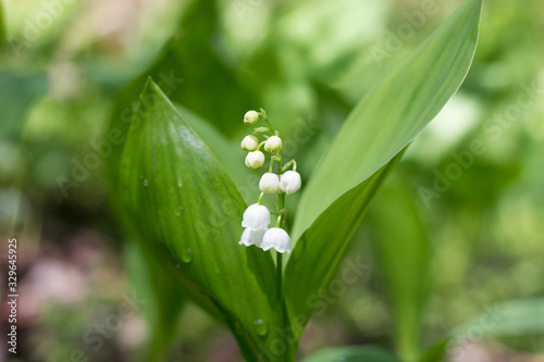 One lily of the valley in the spring forest. Gentle spring flowers.