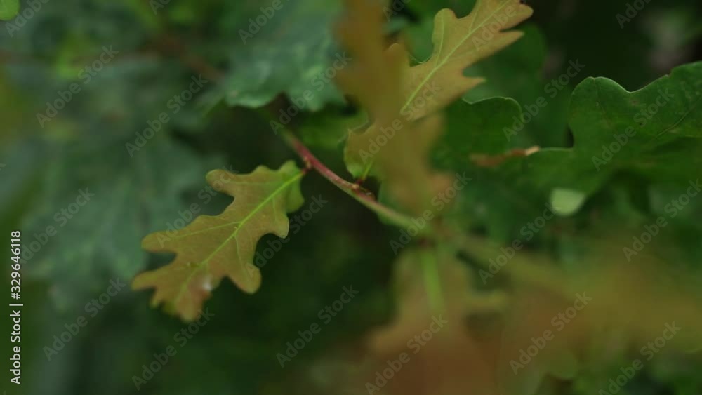 trees and bushes with leaves in summer trees and bushes with leaves in summer