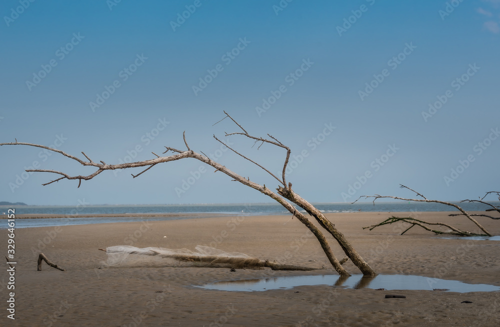 dead tree in the desert