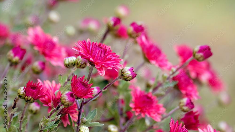 Fototapeta premium Red asters in garden on blurred background_