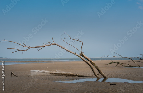 Obraz na płótnie dead tree in the desert w salonie